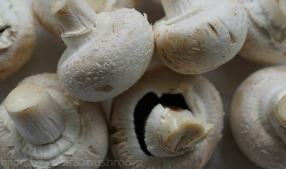 꽃송이버섯 효능 먹는방법 가격