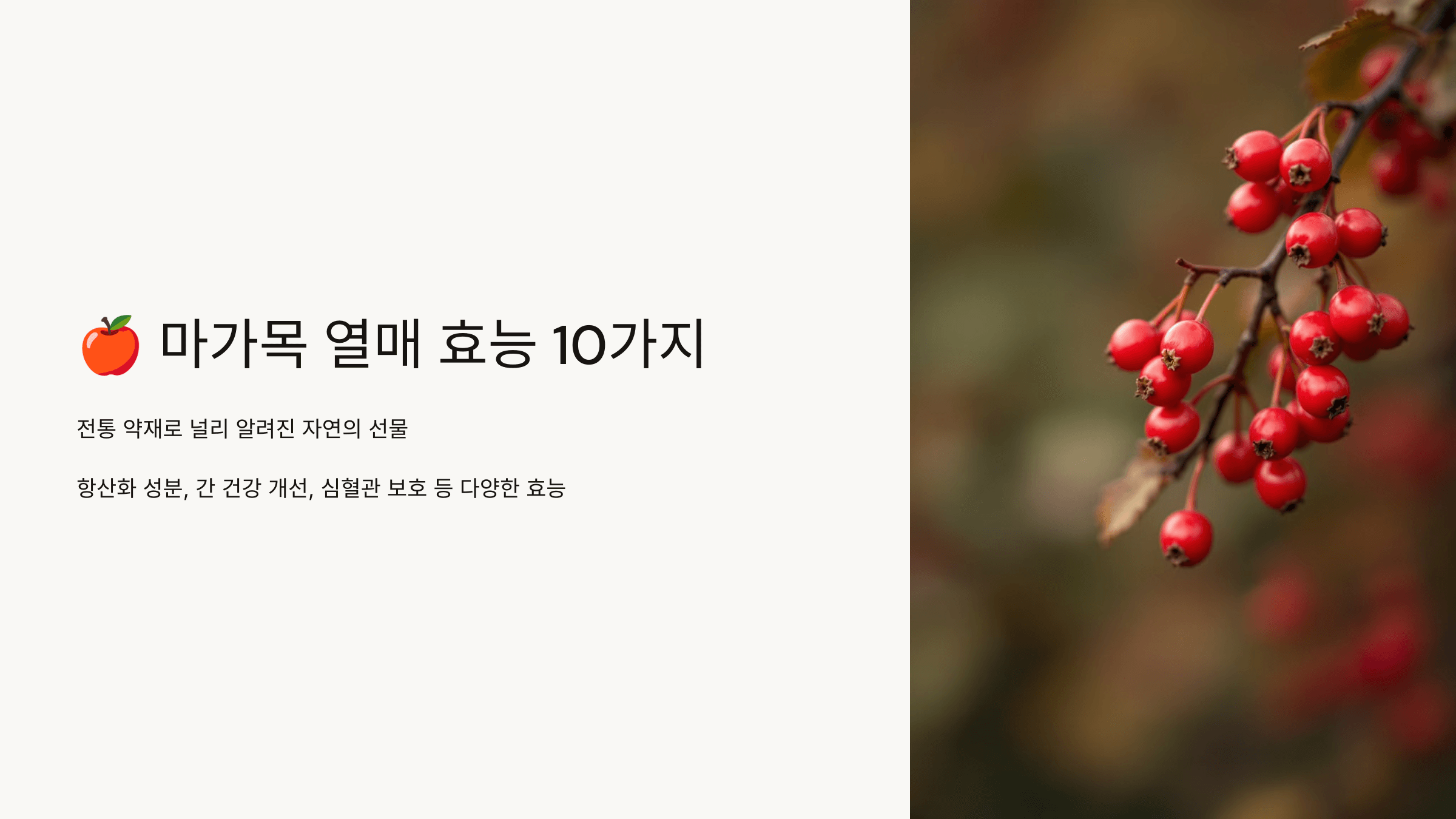 마가목 열매 사진입니다.