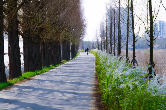 전주 이팝나무길 위치와 접근성