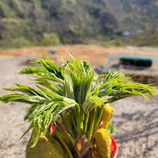 엄나무와 두릅, 헷갈리셨다면!-엄나무 잎
