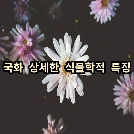 국화