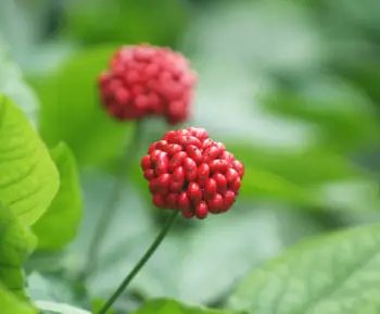 인삼 효능 및 가격, 영양 성분의 효과