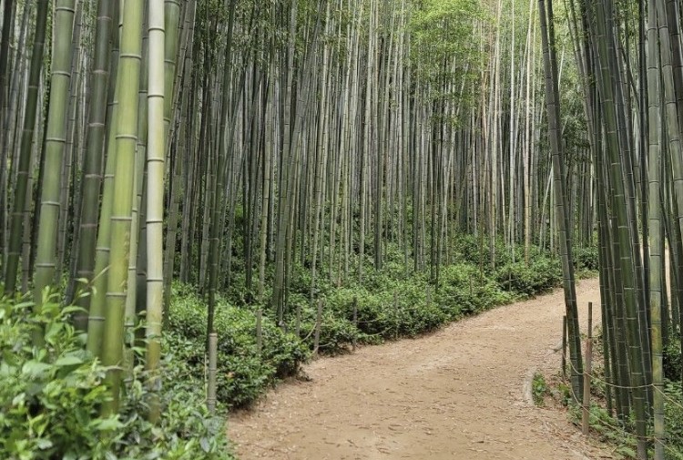 담양여행-죽녹원