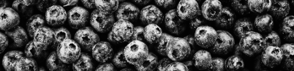 블루베리 묘목 심는 시기