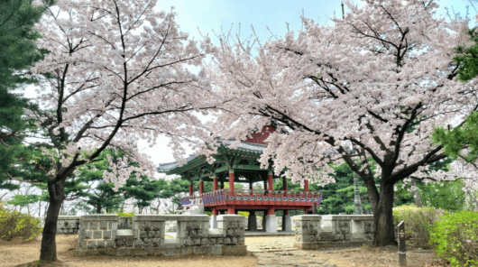 고양시 벚꽃명소 행주누리길, 경의로누리길, 바람누리길2