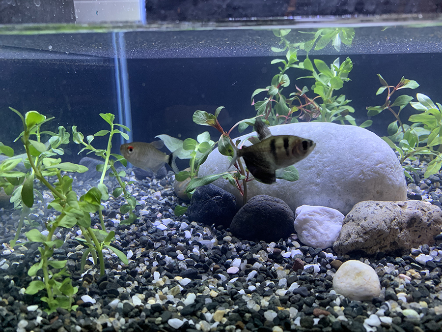 몽크호샤 블랙테트라