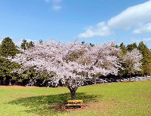남해 상상양떼목장 편백숲
