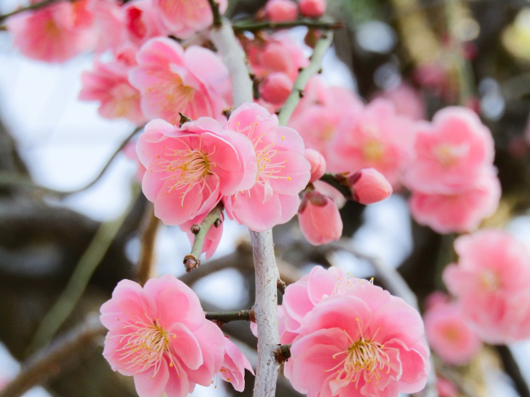 Plum blossom