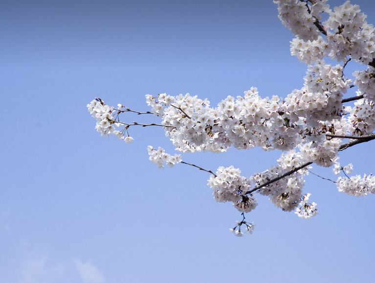 전국 벚꽃 여행지
