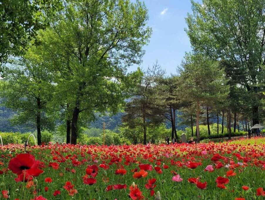 2025 Colorful Garden 자라섬 