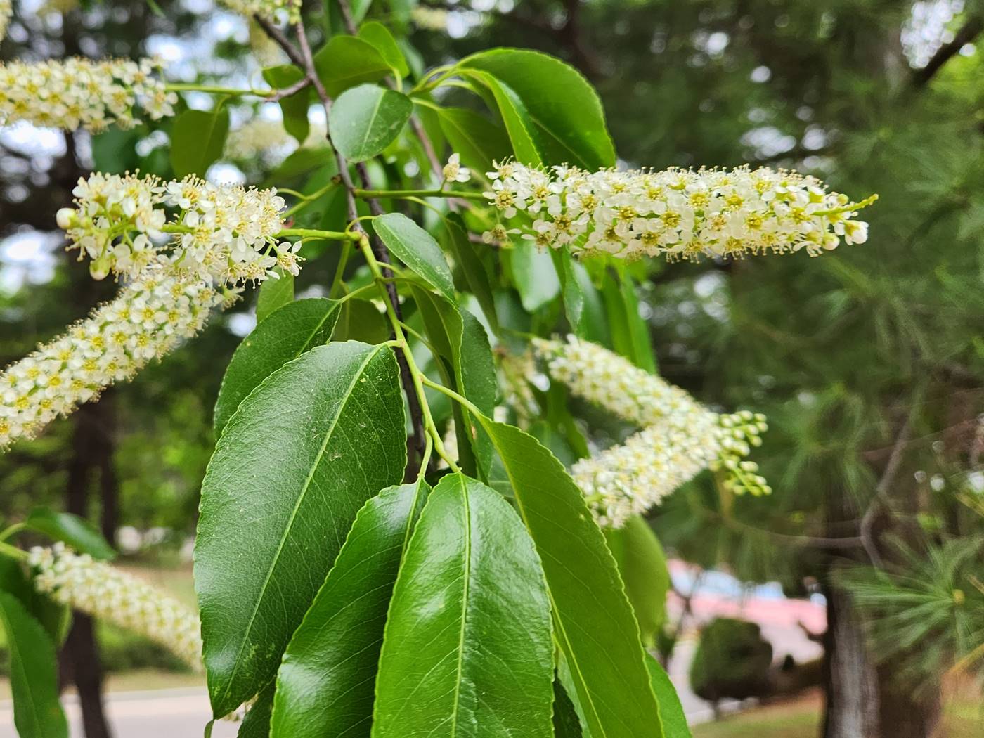 세로티나벚나무