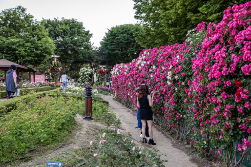 대구 이곡 장미공원 장미축제