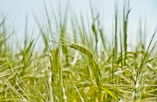 양곡법이란 양곡법 개정안 거부 이유 쟁점 내용 뜻