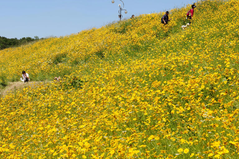 금계국 꽃 명소 생태교란종 파종시기 큰금계국 구별
