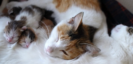 고양이