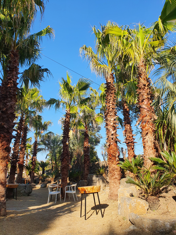 파란-하늘과-야자수