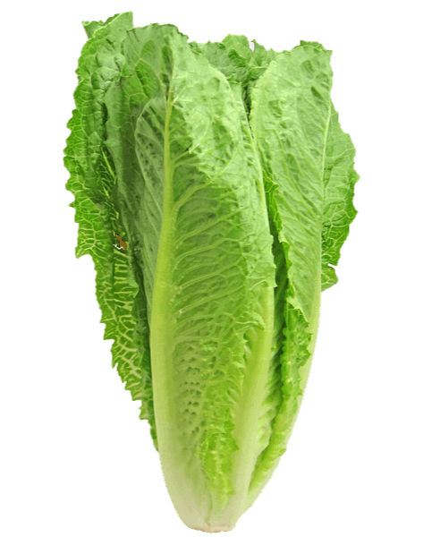 연두색 로메인 상추 한통이 세워진 모습으로 상추잎이 기다랗고 밑동은 하얀색이다.