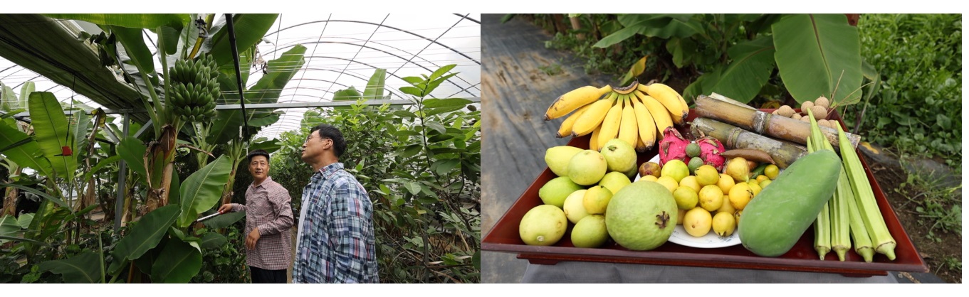하동-열대과일-농장-박철경-망고바나나-핑거라임