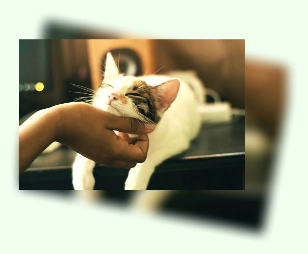 반려묘 이해_3_subsection