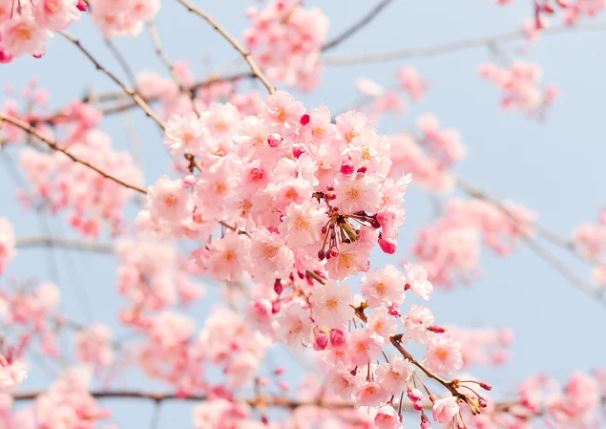 2025년 벚꽃 개화시기