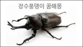 장수풍뎅이 꿈해몽