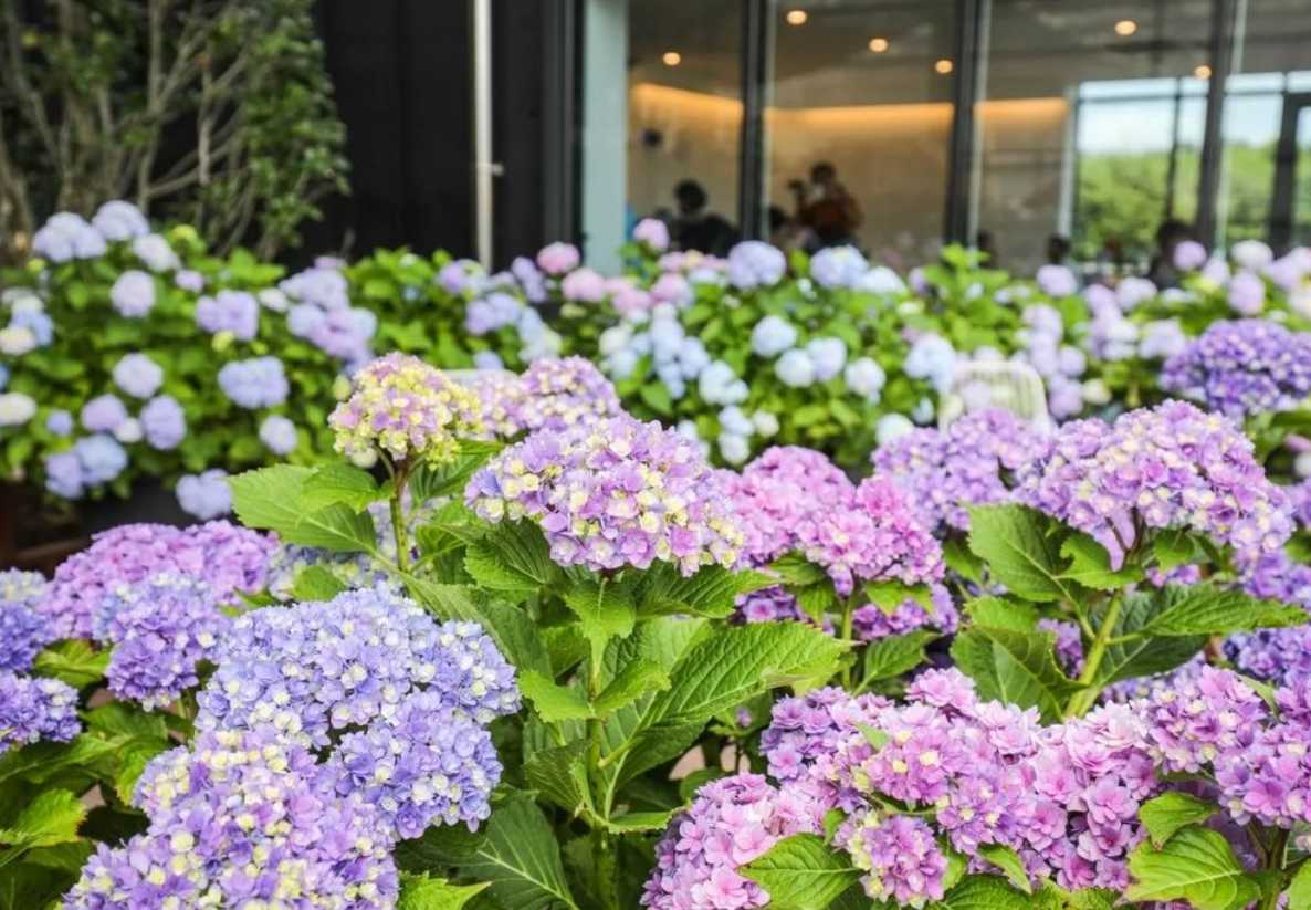 휴애리 수국축제