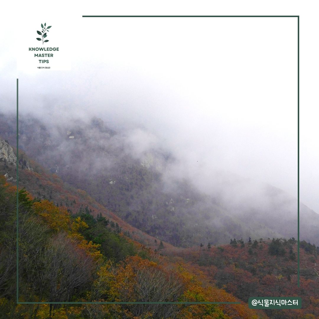 강원도 단풍 명소 - 미시령