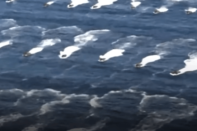 포항 장갑차 침수 사고