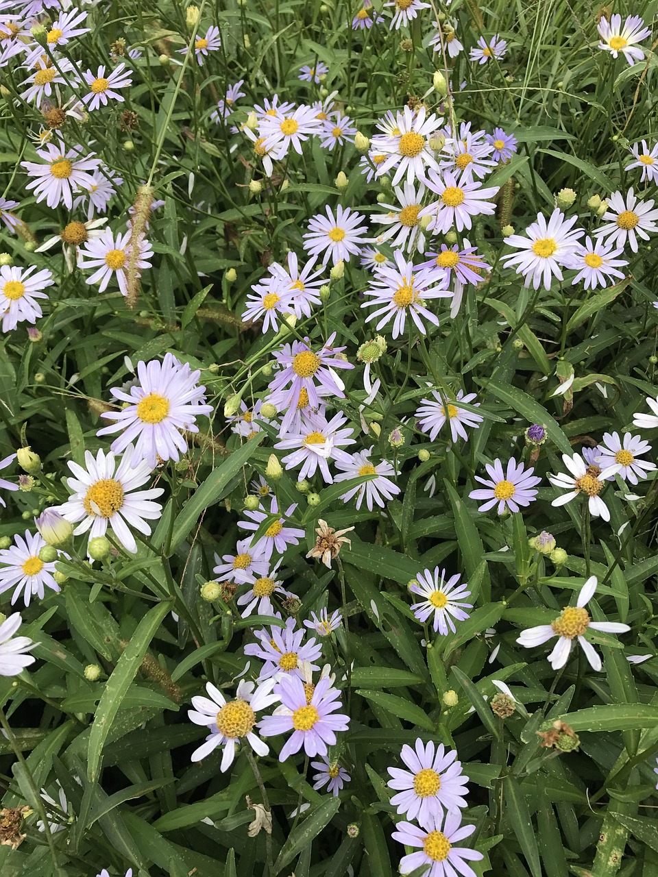 진해군항제 숙소 추천(가성비.위치.예약 꿀팁 총정리)