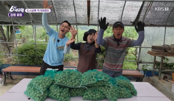6시내고향-강원-철원-개복숭아