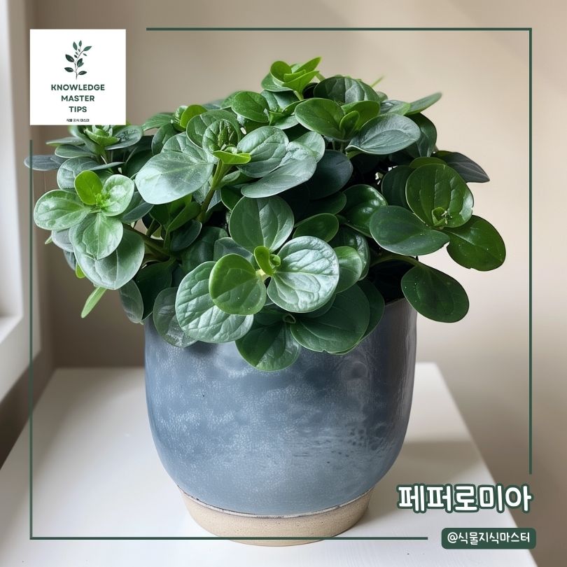 베란다에서 키우기 쉬운 식물 - 페퍼로미아