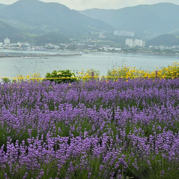 지세포 진성꽃동산