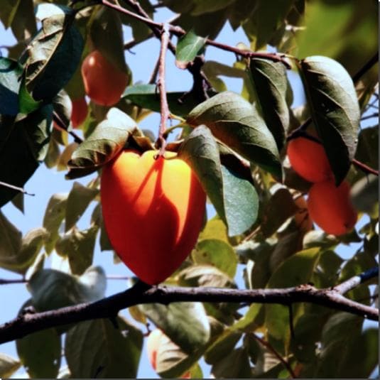 대봉감 효능 및 빠른 숙성 법과 주의점