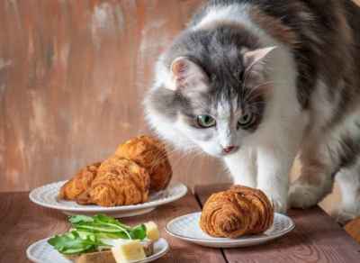 빵 냄새를 맡는 고양이