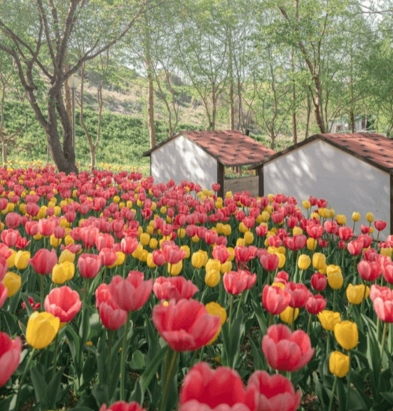 5월 충청남도 여행 추천 가볼만한 곳, 축제 일정