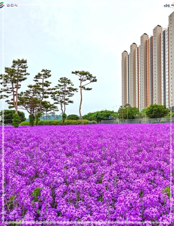 인생샷 보장! 영천 보라 유채꽃 단지 방문 가이드 (위치/주차/포토존)