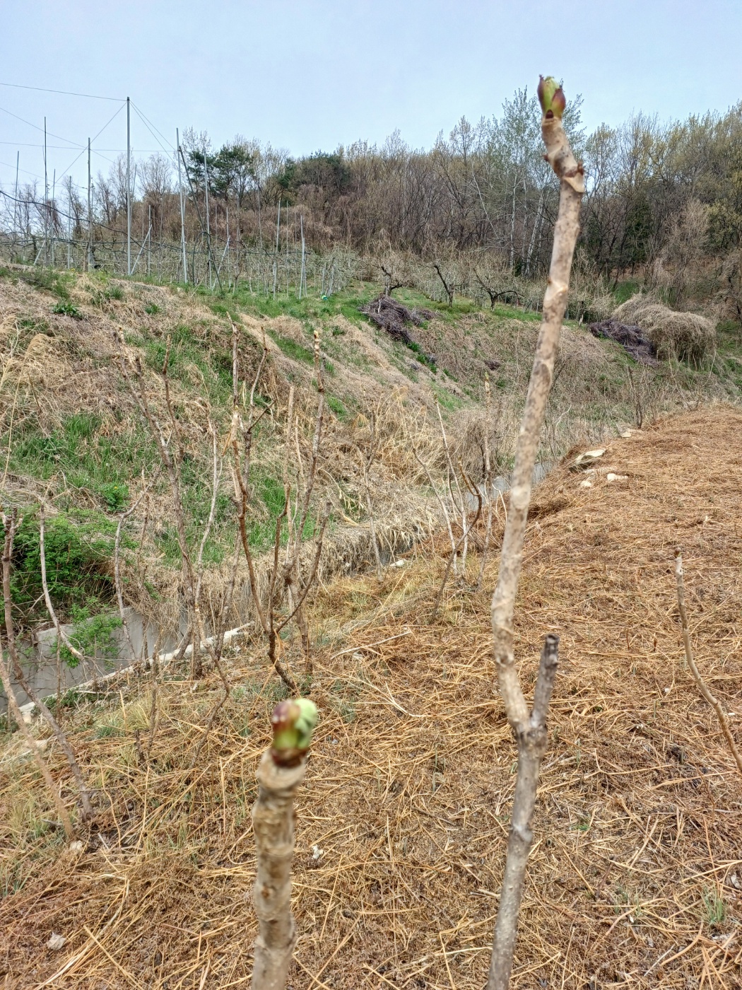 참두릅과 여름두릅 가격 알아보기