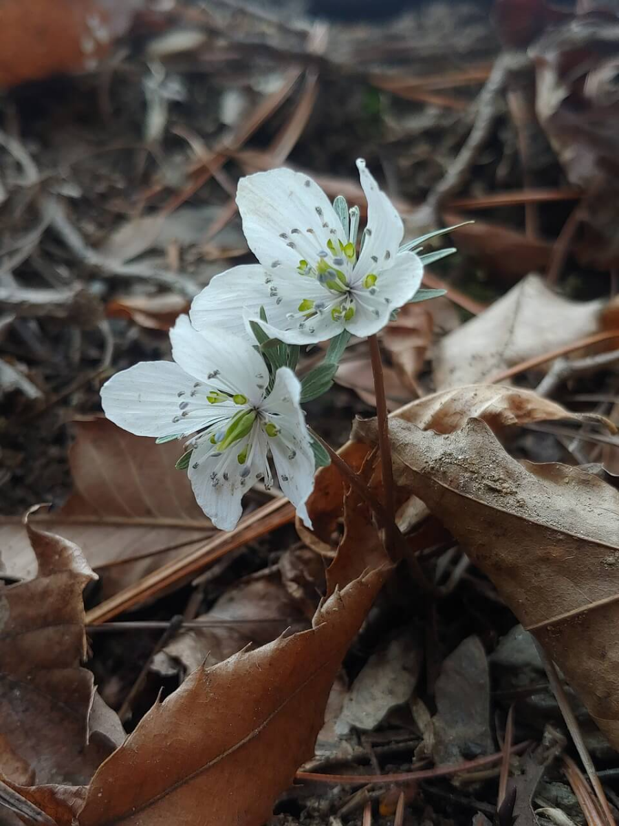 2월에 피는 꽃 변산바람꽃