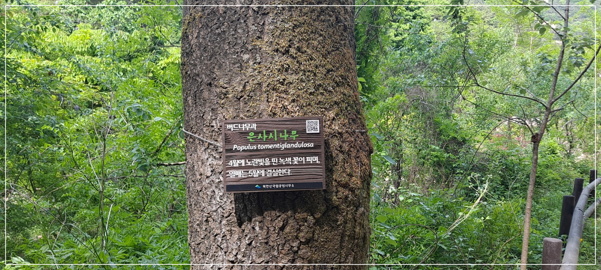 은사시나무-안내판