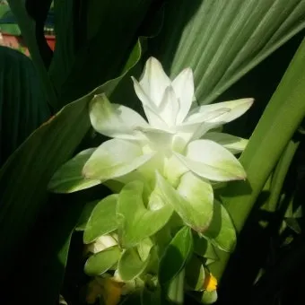 강황 재배 따뜻한 온도 보온 피복 수확 건조_11