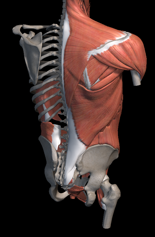 꼬리뼈 통증 원인 치료