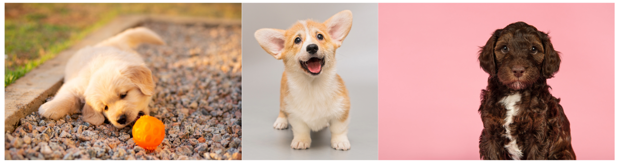 🐶 강아지 예방접종 종류와 시기 총정리 – 초보 견주를 위한 필수 가이드