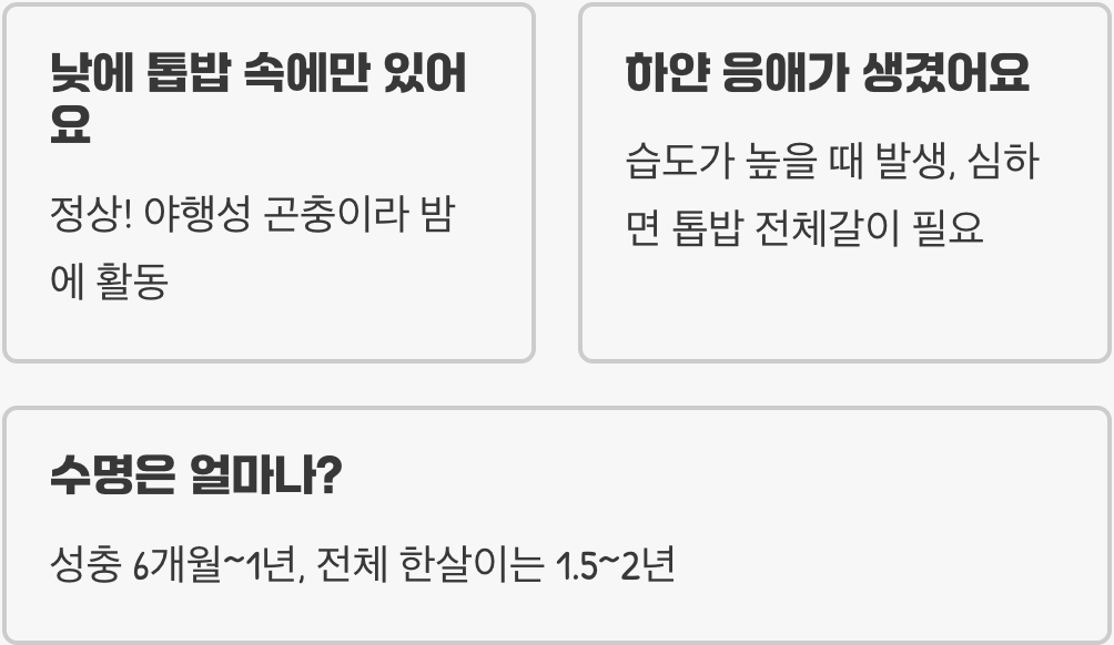 작고 귀여운 애사슴벌레 키우기 A to Z (사육통 세팅부터 산란까지 완벽 가이드)