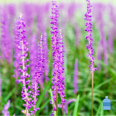 한약재 맥문동 효능과 맛