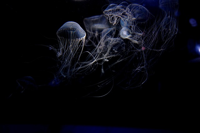 심해 생물에 대한 대표적인 오해는 무엇인가