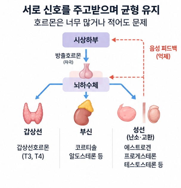 시상하부와 뇌하수체, 갑상선 등 호르몬이 피드백 방식으로 서로 조절되는 과정을 보여주는 이미지