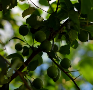 매실 효능과 부작용 고르는법 칼로리
