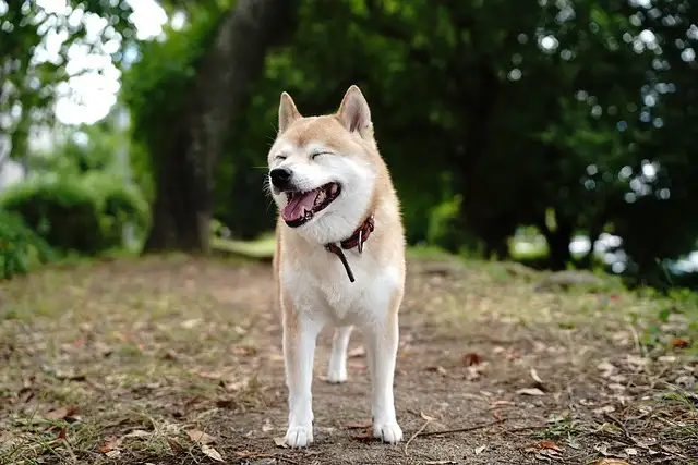 소형견 필독! 강아지 기관지협착증 관리법과 피해야 할 음식