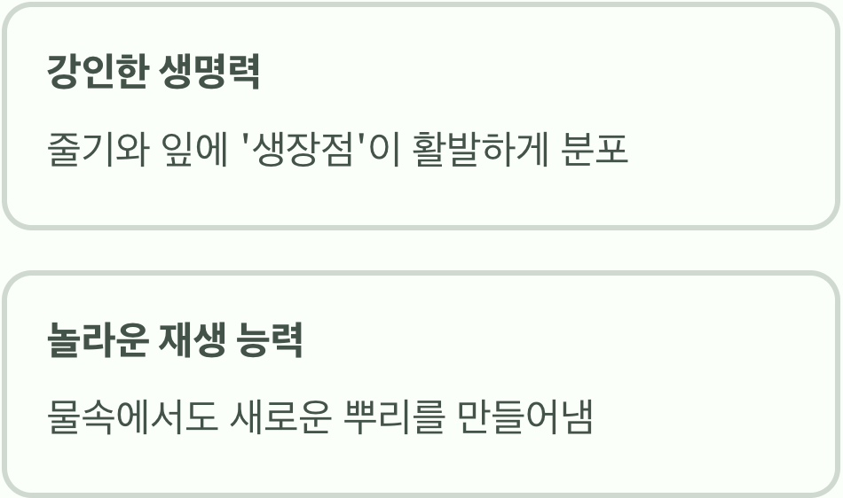 삭소롬은 왜 '번식의 천재'일까?