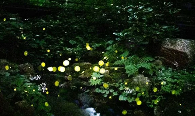 화담숲 예약&amp;#44; 2025년 반딧불이 축제 사전예매